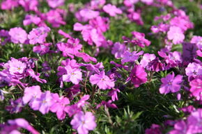 Phlox mousse 'Early Spring Purple'