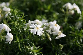 Phlox mousse 'Early Spring White'