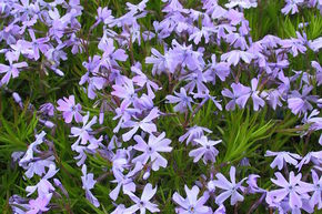 Phlox mousse 'Emerald Cushion Blue'