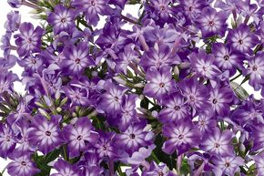 Phlox panicul� 'Early Purple Eye'