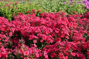 Phlox panicul� 'Early Red'