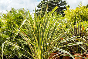 Lin de Nouvelle-Z�lande 'Variegatum' (120-160)