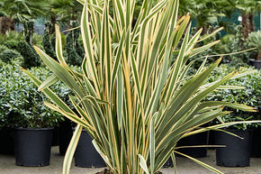Lin de Nouvelle-Z�lande 'Variegatum' (130-160)
