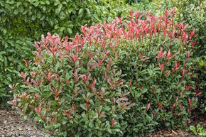 Photinia 'Carr� Rouge'