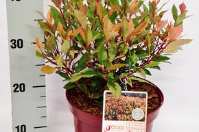 Photinia 'Chico�'
