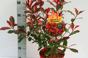 Photinia 'Devils Dream�'