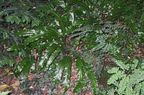 Foug�re Scolopendre
