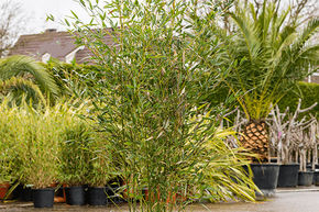 Bambou bissetii