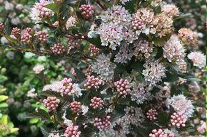 Physocarpe � feuille d'obier 'Magical Sweet Cherry Tea'�