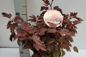 Physocarpe � feuille d'obier 'Little Angel�'