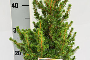 �pinette blanche 'Conica'