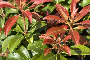 Bruy�re lavande japonaise 'Bonfire'