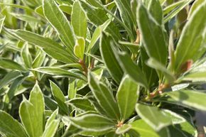 Bruy�re lavande japonaise 'Little Heath'