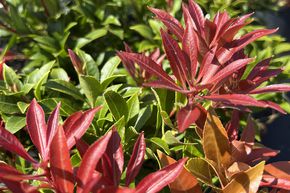 Lavande japonaise 'Mountain Fire'