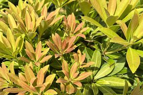 Lavande japonaise 'Sarabande'