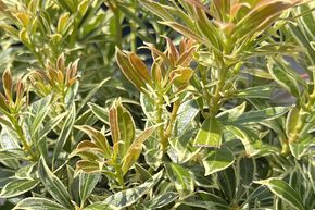 Lavande japonaise 'Variegata'
