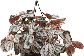 Pil�a � involucre 'Norfolk'