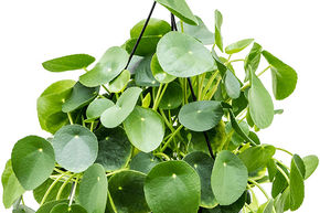 Plante � monnaie chinoise, pancake plant, lefse plant ou plante du missionnaire