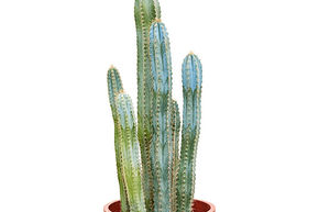 Pilosocereus azureus (70-110)
