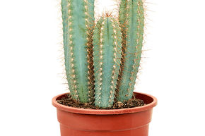 Pilosocereus azureus