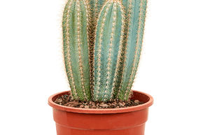 Pilosocereus odilensis