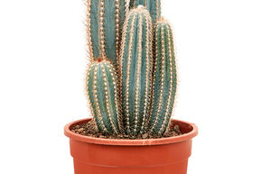 Pilosocereus pachycladus