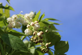 Faux-pistachier