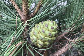 Le pin - partenaire parfait pour toutes les plantes m�diterran�ennes
