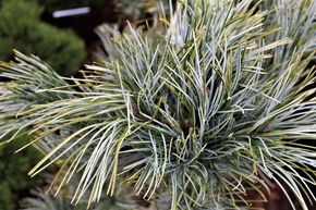 Pin bleu de Cor�e 'Glauca'