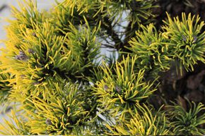 Pin nain de montagne 'Carsten's Wintergold'