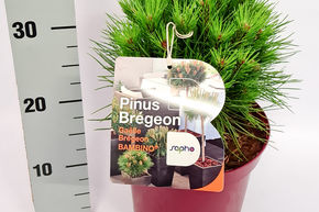 Pin noir arbustif Bambino� 'Ga�lle Br�geon'