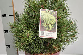 Pin sylvestre nain 'Lettland'