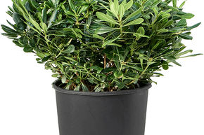Pittosporum de Chine