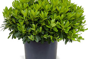 Pittosporum de Chine 'Nana'