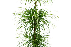 Pl�om�le 'Anita Variegata'