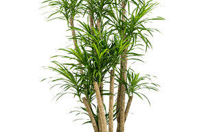 Pl�om�le 'Anita Variegata'