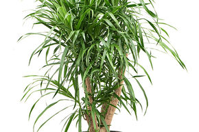 Pl�om�le 'Anita'