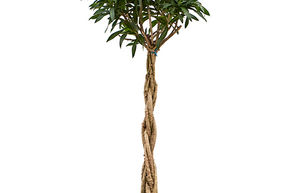 Pleomele (Dracaena) reflexa 'Song of Jamaica'