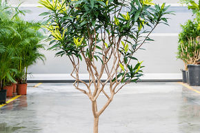 Pl�om�le reflexa 'Song of Sri Lanka'