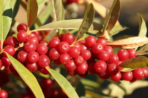 Chalef d'automne Pointilla� Amoroso�
