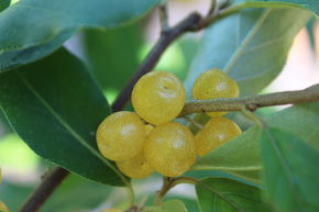 Chalef d'automne Pointilla� Fortunella�