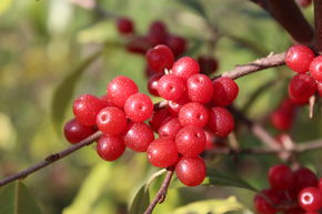Chalef d'automne Pointilla� Sweet'n'sour�