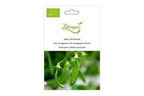 Pois Mangetout, Pois Mangetout d'Hiver
