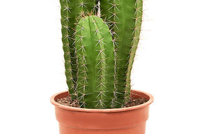 Polaskia chende