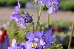 Pol�moine bleue
