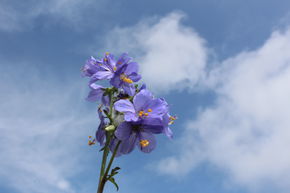 B�ton de Jacob, Pol�moine c�rul�enne, Val�riane grecque 'Purple Rain Strain'