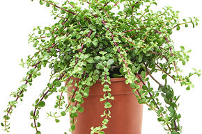 Pourpier en arbre
