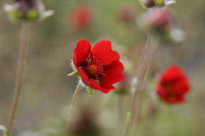 Potentille sanguine