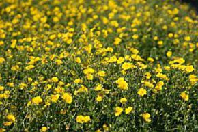 Potentille dor�e, Argentine dor�e