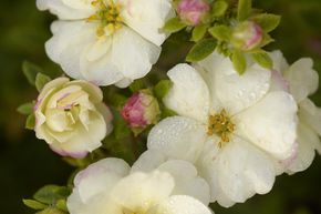 Potentille arbustive 'Double Punch� Cream'
